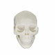 Ava Machine - Practice skull 