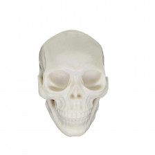Ava Machine - Practice skull 
