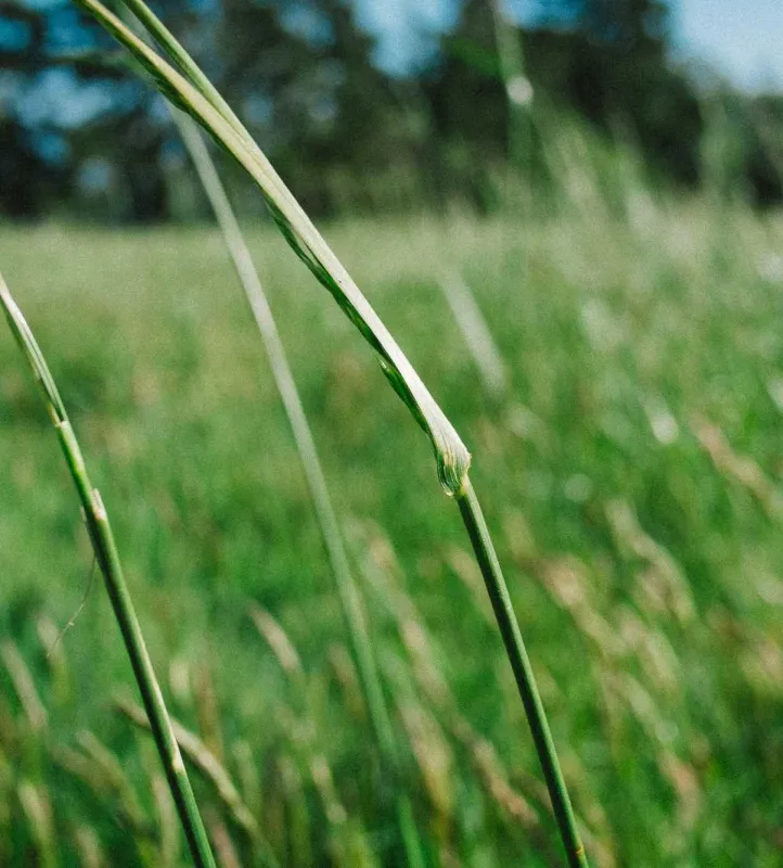 Nová řada tetovacích strojků  Tattoo Machine